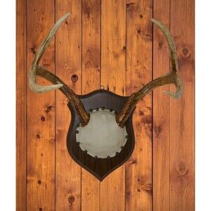 Deer Antler 4 Point Rack Horn Decor Man Cave Plaque Taxidermy Mount